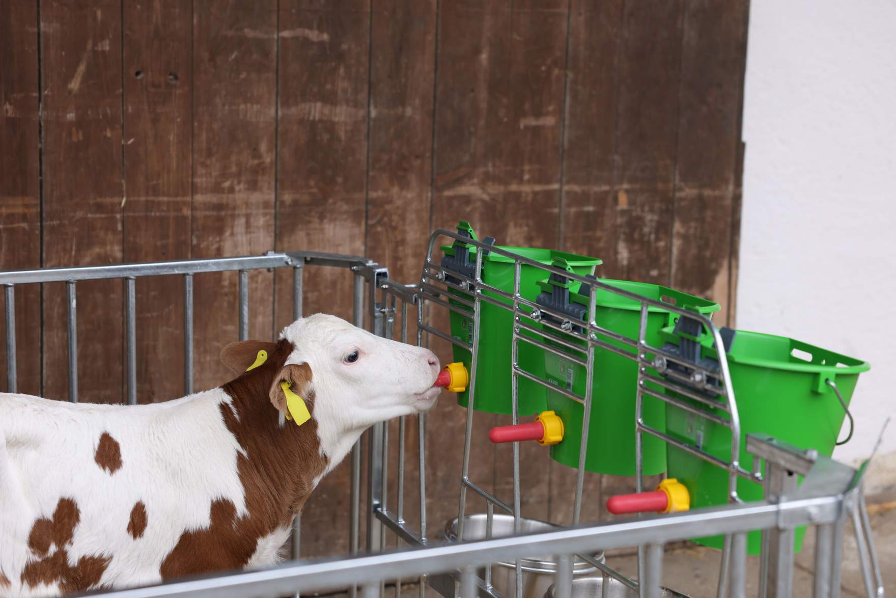 CalfHouse Premium Duo - Kalb am trinken