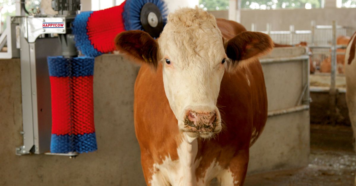 Kerbl Viehbürste TEXAS Bürste Tiere Kratzbürste Rinder Kühe Pferde Fellpflege