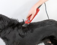 Scheren eines Hundes mit der Aesculap Schermaschine Favorita Speed