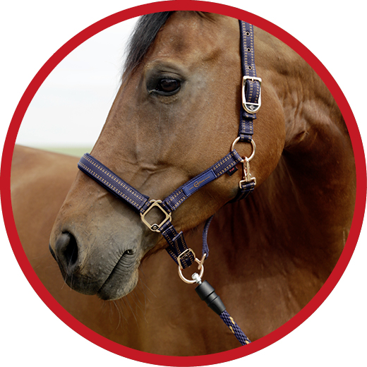 Pferd_Live_geschlossen