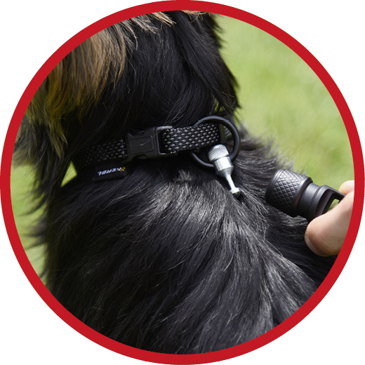 Hund_Live_schliessen
