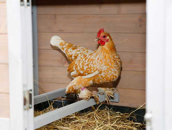 Huhn im Hühnerhaus auf Sitzstange