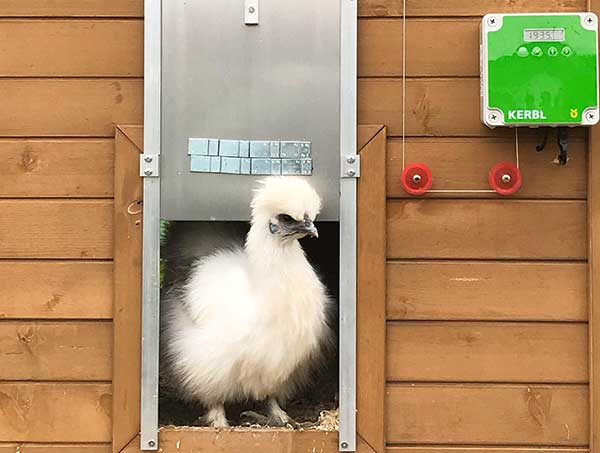 Huhn in Hühnertür