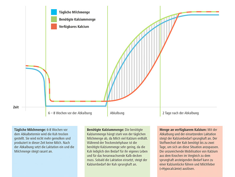 Milchfieber_Grafik