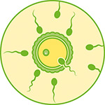 Beta Carotin