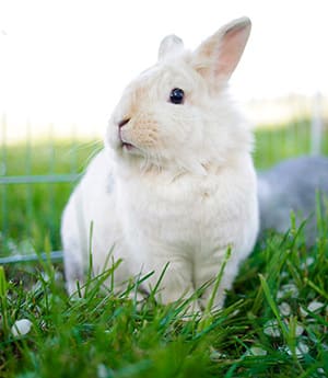 Kaninchen auf Wiese