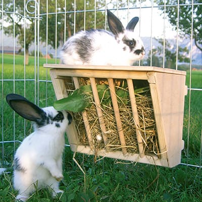 Kaninchen an der Raufe