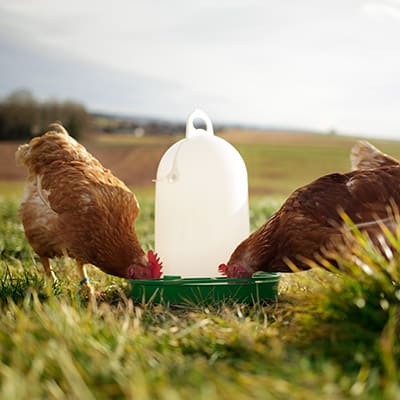 Hobbyfarming Hühner