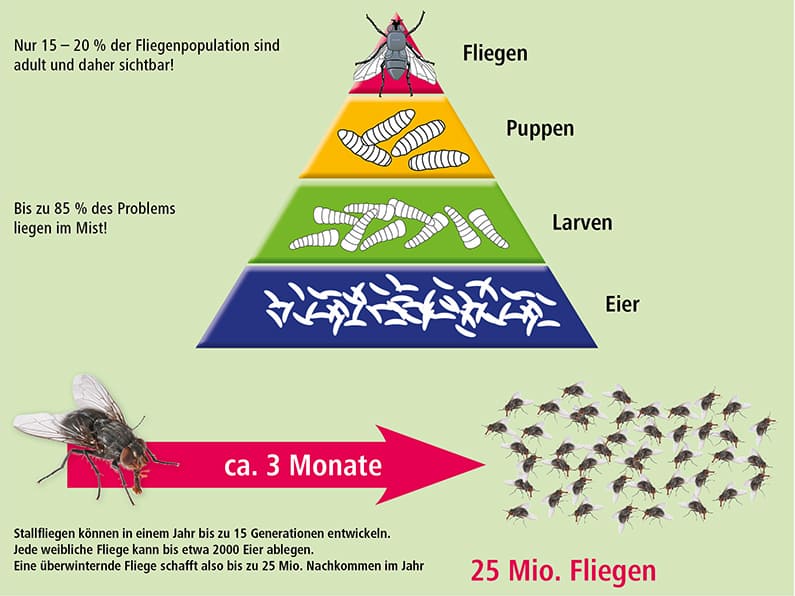 Entwicklung Fliegenpopulation