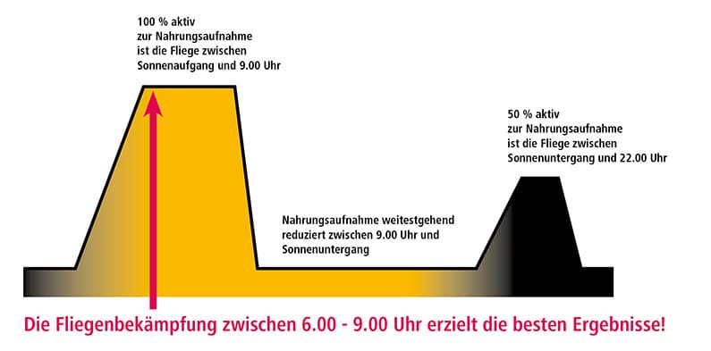 Fliegenbekämpfung Zeitpunkt
