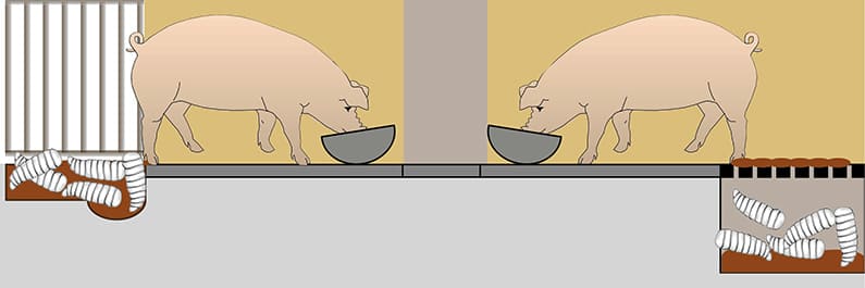 Larvenbekämpfung Schweinestall Grafik