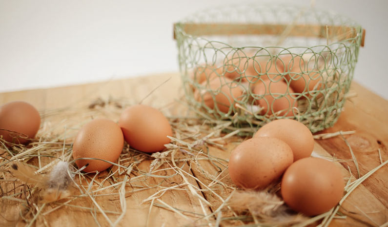 Frische Eier vom eigenen Geflügel mit Hobbyfarming