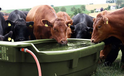 Milchkühe trinken aus einer Tränke auf der Weide