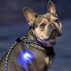 Bild Sicherheit im Dunkeln für den Hund mit einem Leuchthalsband
