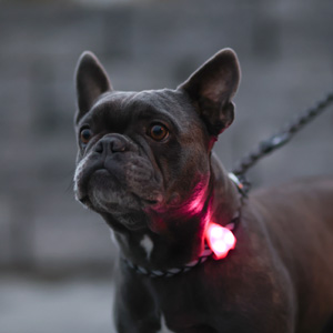 Blinkende Anhänger für Sicherheit im Dunkeln für den Hund