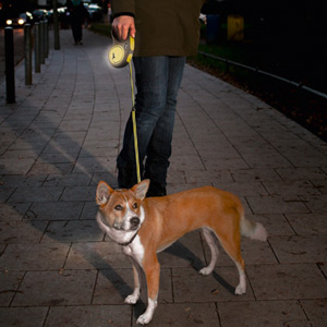 Flexi-Leinen für einen sicheren Spaziergang mit dem Hund