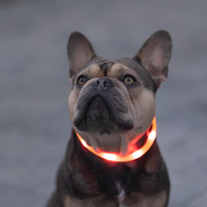 Leuchtende LED-Produkte für Sicherheit im Dunkeln für den Hund