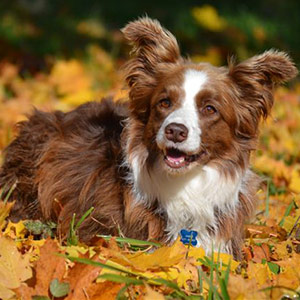 Hund spielt im Herbstlaub