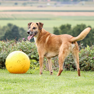 Hund spielt mit einem Ball