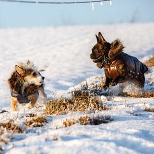 Zwei Hunde spielen im Schnee