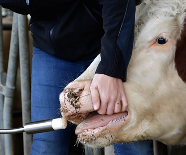 Supplementary feed is fed to a cow