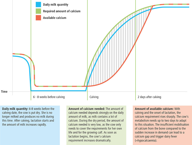 causes of dairy fever graphic