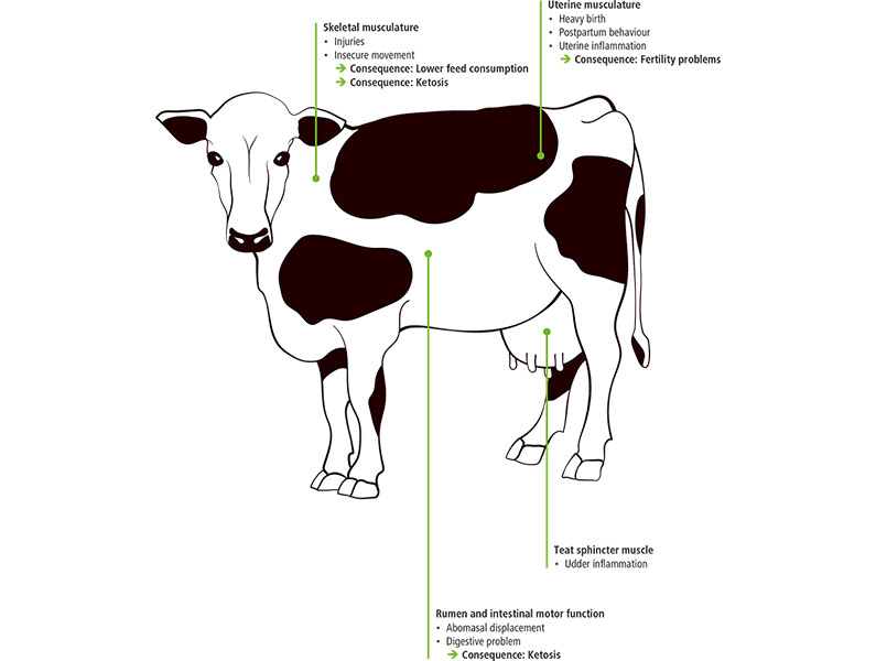 Consequential diseases dairy cow graphic