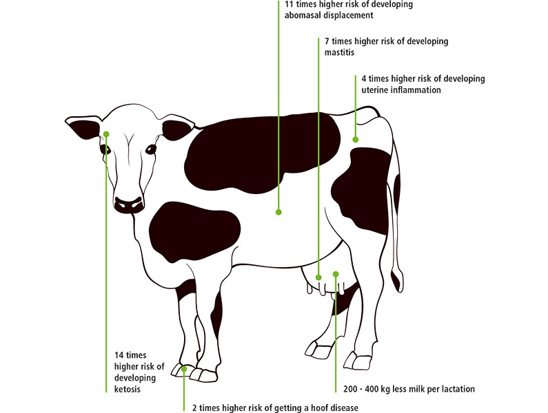 Symptoms and Consequential Diseases Ketosis Graphic