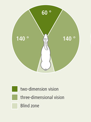 Horse field of view graphic