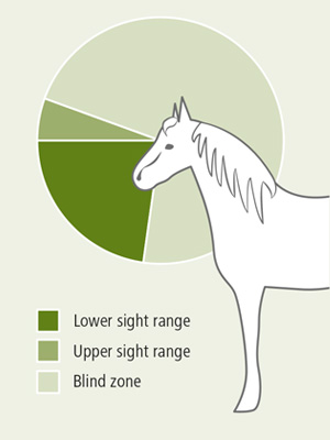 Forward field of view graphic