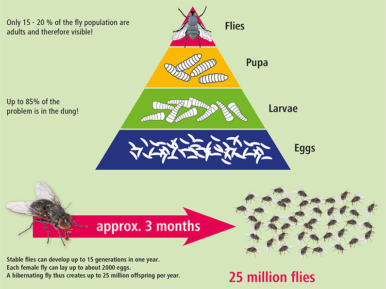 Development fly population pyramid graphic