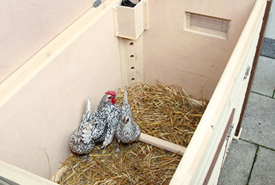 Thermo-Hühnerstall No Frost mit Stroh ausgelegt für die Hühner