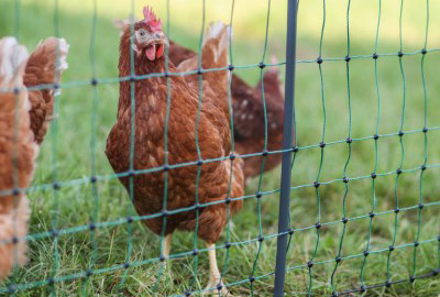 Geflügelnetz PoultryNet Premium von Kerbl
