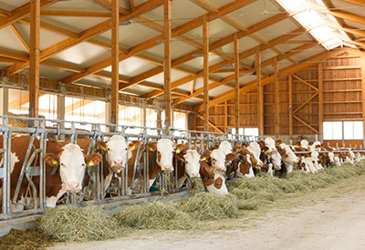 Kühe im Stall