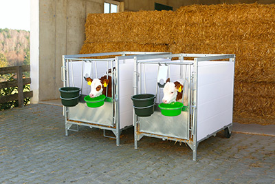Zwei Kälberboxen nebeneinander mit Kälbern darin
