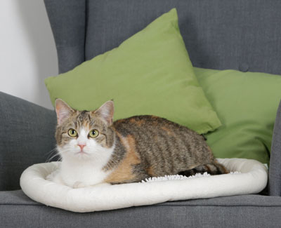 Katze auf einem Kuschelkissen
