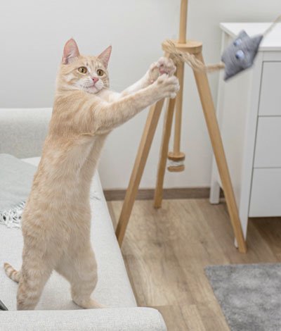 Katze spielt mit Spielzeugmaus