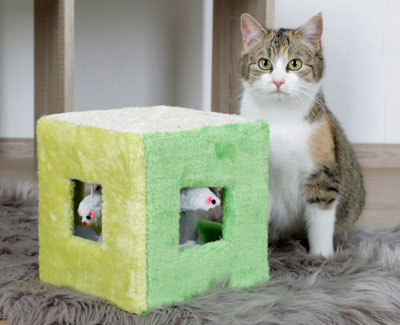Katze mit Spielzeug