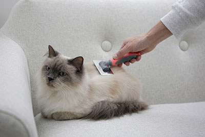 Katze wird auf dem Sessel gebürstet