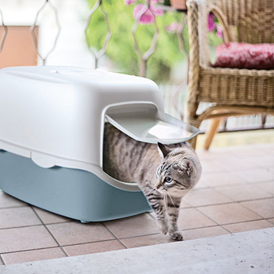 Katze steigt aus der Katzentoilette