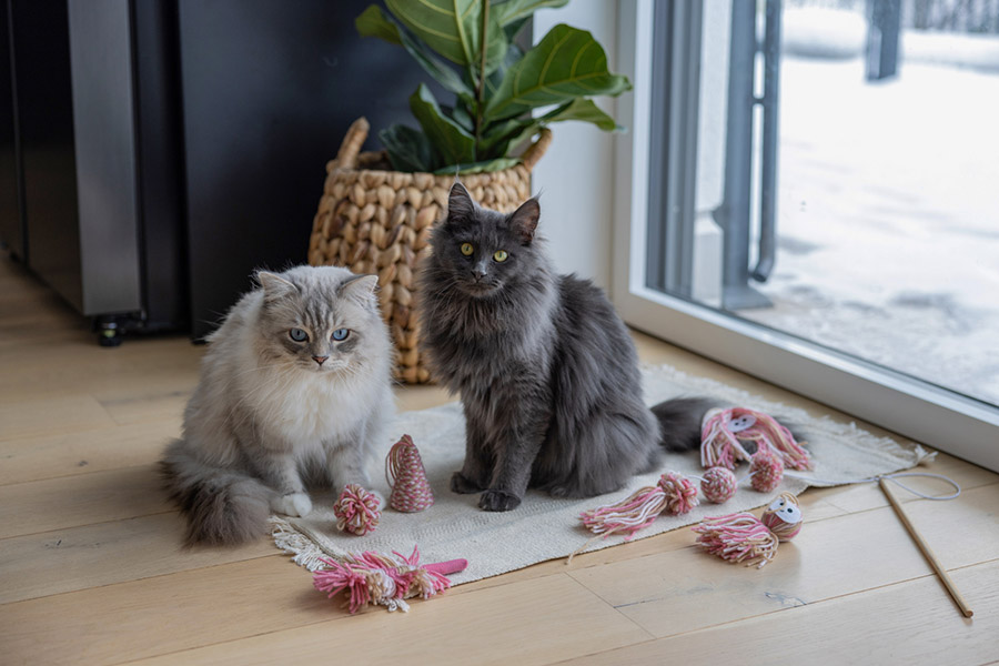 Zwei Katzen spielen zusammen im Wohnzimmer