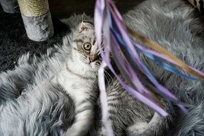 Katze spielt mit bunten Bändern