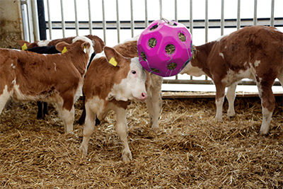Kälber mit pinkem Futterspielball