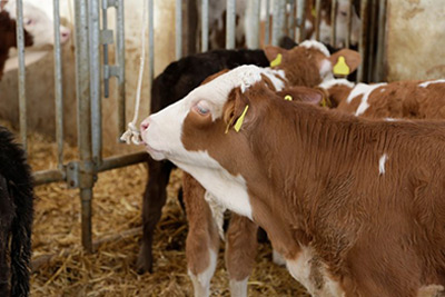 Spielseil für Kälber