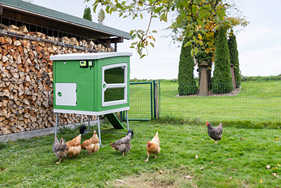 Hühnerstall MobileCoop mit installiertem SmartCoop System und Hühnern