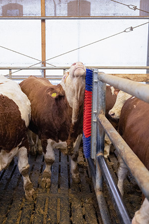 Kuh mit Kratzbürste HAPPYCOW Bully