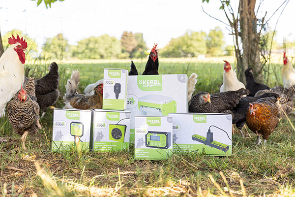 Hühner versammelt um SmartCoop Module in ihrer Verpackung