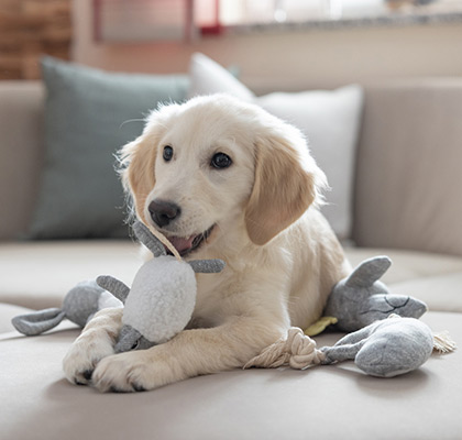 Golden Retriever Welpe mit Hundespielzeug auf einer Couch