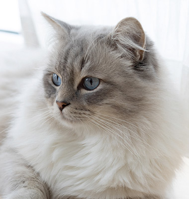liegende cremefarbene norwegische Waldkatze