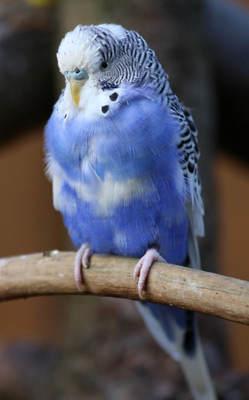Blauer Wellensittich